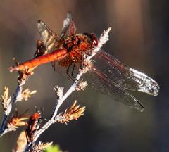 Trithemis pluvialis