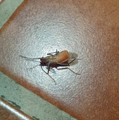 Jadera