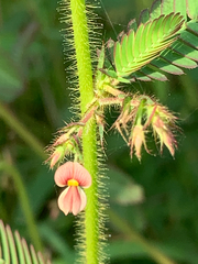 Aeschynomene americana