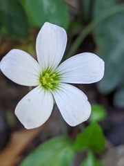 Oxalidaceae