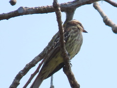 Empidonomus varius