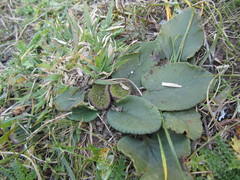 Dorstenia brasiliensis