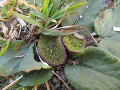 Dorstenia brasiliensis