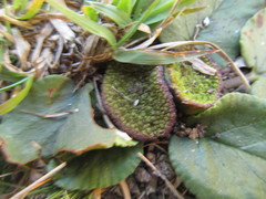 Dorstenia brasiliensis