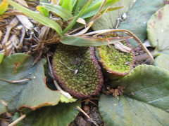 Dorstenia brasiliensis