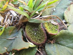 Dorstenia brasiliensis
