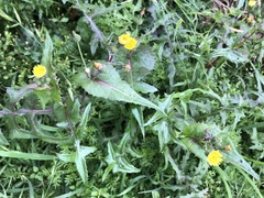 Sonchus oleraceus