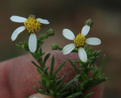 Phymaspermum parvifolium