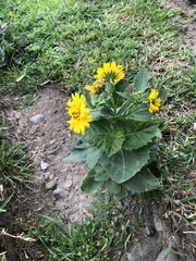 Verbesina encelioides