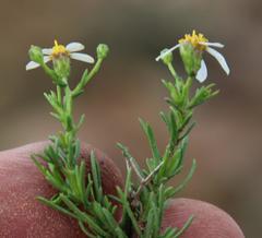 Phymaspermum parvifolium