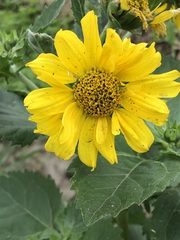 Verbesina encelioides