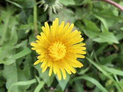 Taraxacum officinale