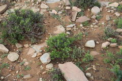 Phymaspermum parvifolium