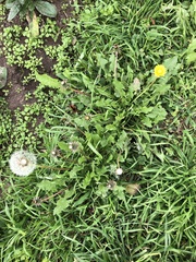 Taraxacum officinale