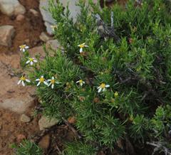 Phymaspermum parvifolium