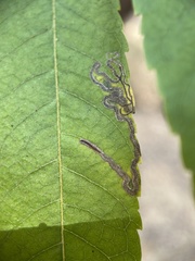 Stigmella longisacca