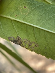 Stigmella longisacca