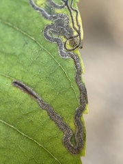 Stigmella longisacca