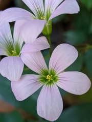 Oxalis