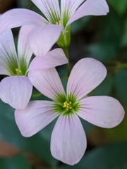 Oxalis