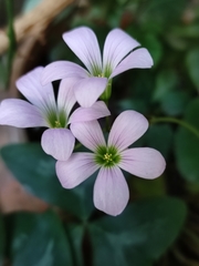 Oxalis