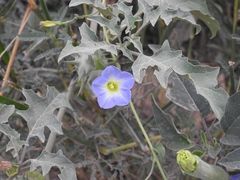 Ipomoea cardiophylla