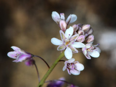 Thysanocarpus curvipes