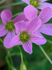 Oxalis