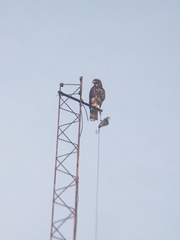 Parabuteo unicinctus