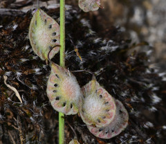 Thysanocarpus curvipes