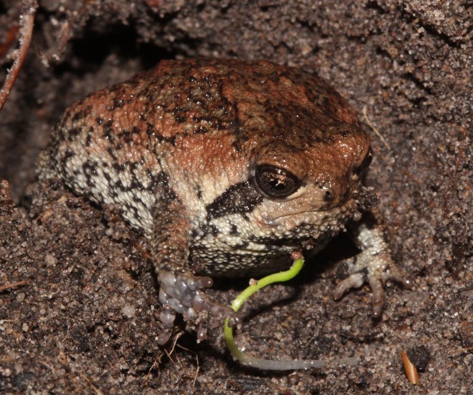 Rain frogs