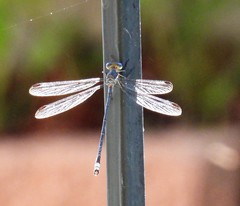 Archilestes grandis