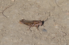 Melanoplus packardii