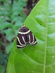 Hemerophila arcigera