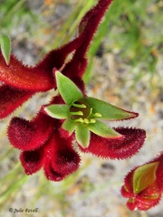 Anigozanthos rufus