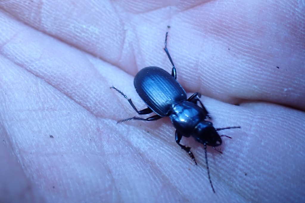 Pterostichus protractus