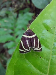 Hemerophila arcigera