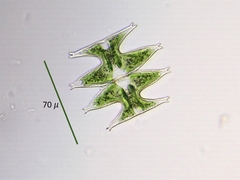 Micrasterias pinnatifida