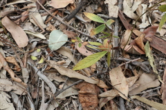 Flemingia parviflora