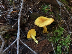 Tricholomopsis flavissima