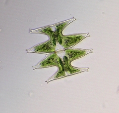 Micrasterias pinnatifida