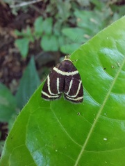 Hemerophila arcigera