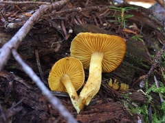 Tricholomopsis flavissima