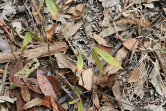 Flemingia parviflora
