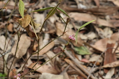 Flemingia parviflora