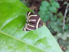 Hemerophila arcigera