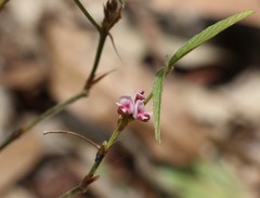 Flemingia parviflora