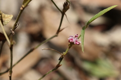 Flemingia parviflora