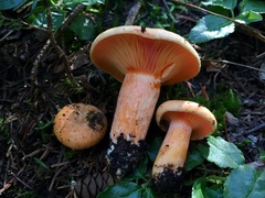 Lactarius aestivus