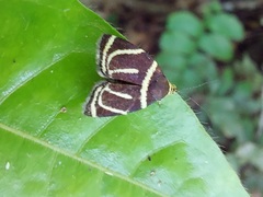 Hemerophila arcigera